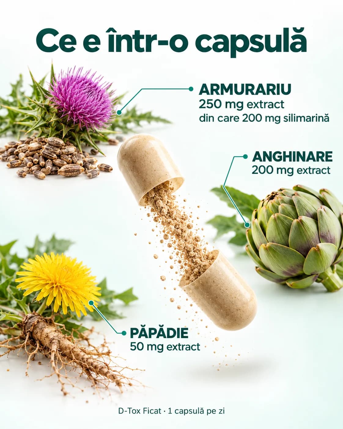 Capsulă de D-Tox Ficat desfăcută: armurariu 250 mg extract, din care 200 mg silimarină, anghinare 200 mg extract, păpădie 50 mg extract