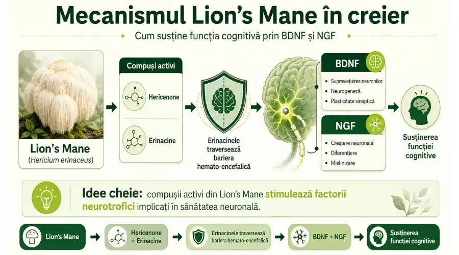Lion's Mane stimulează producția de BDNF și NGF, două proteine esențiale pentru supraviețuirea neuronilor, neurogeneza și plasticitatea sinaptică
