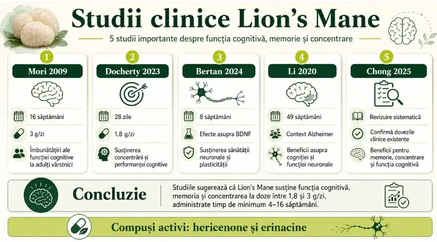 Lion's Mane este una dintre cele mai studiate ciuperci medicinale, cu studii clinice care confirmă beneficiile cognitive